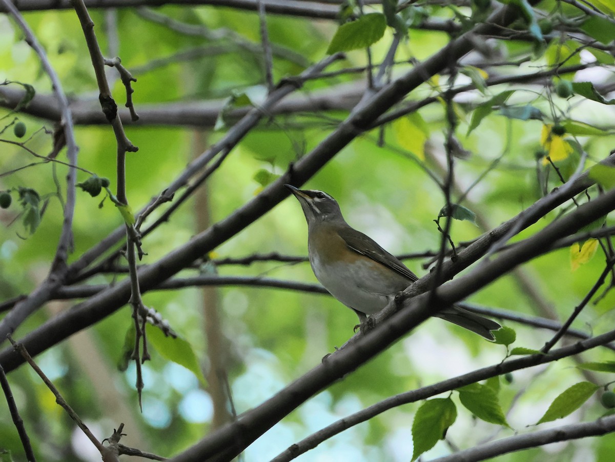 Халиун хөөндэй - ML644261243