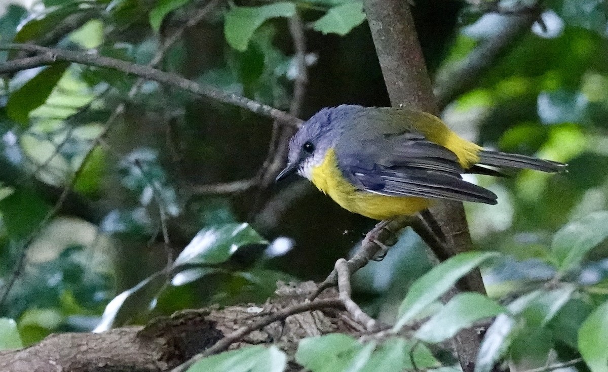 Королець жовтий - ML644261248