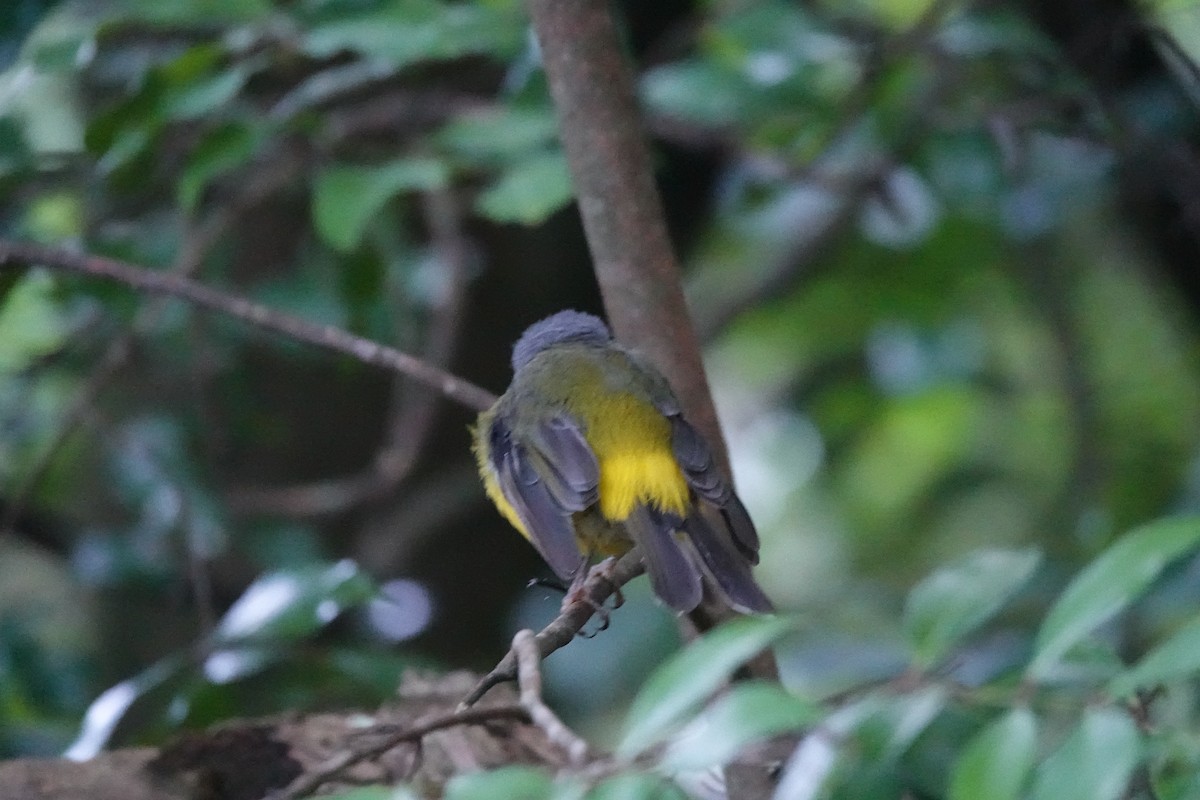 Королець жовтий - ML644261249