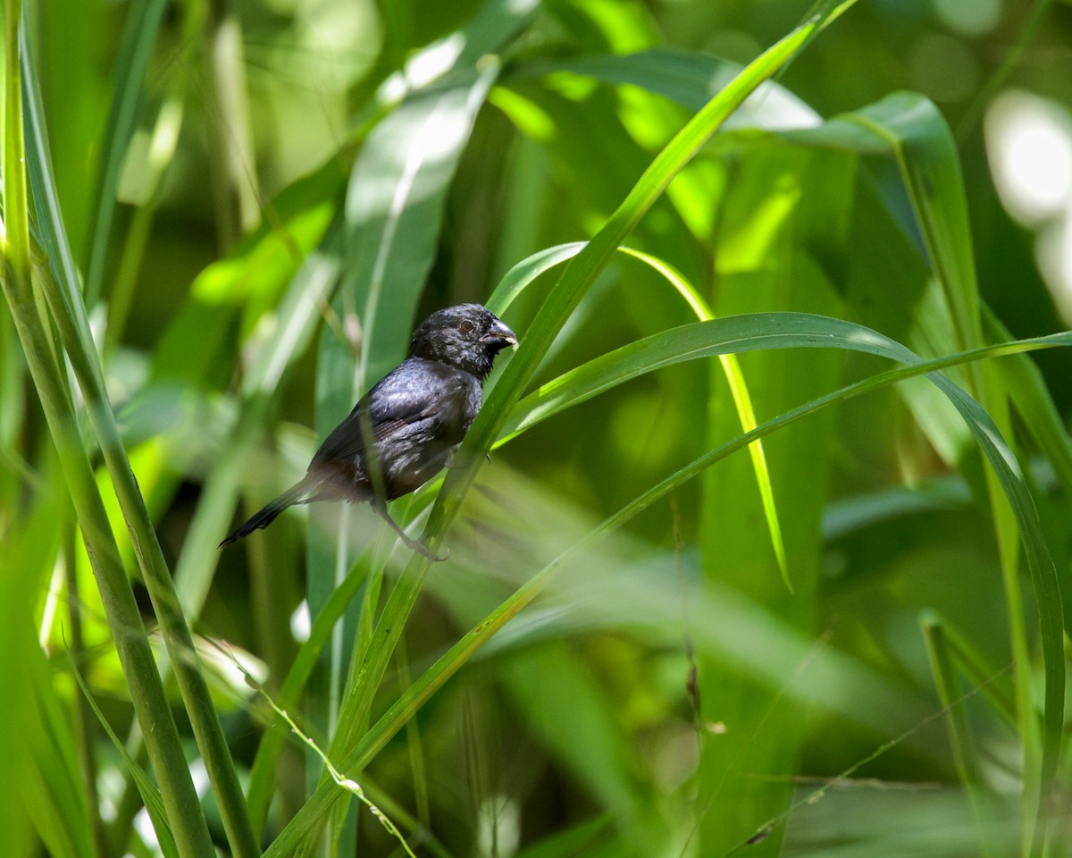 Variable Seedeater - ML644261255