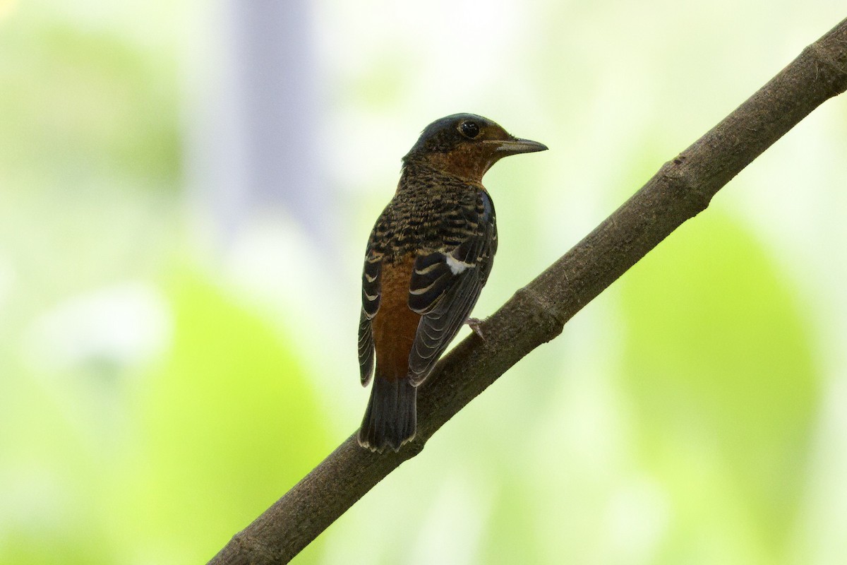 Ak Boğazlı Taşkızılı - ML644261256