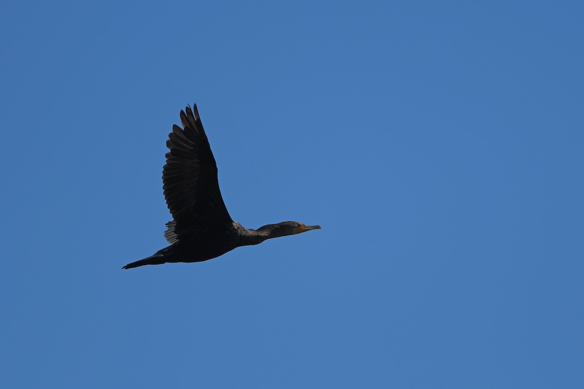 Cormorán Orejudo - ML644261258