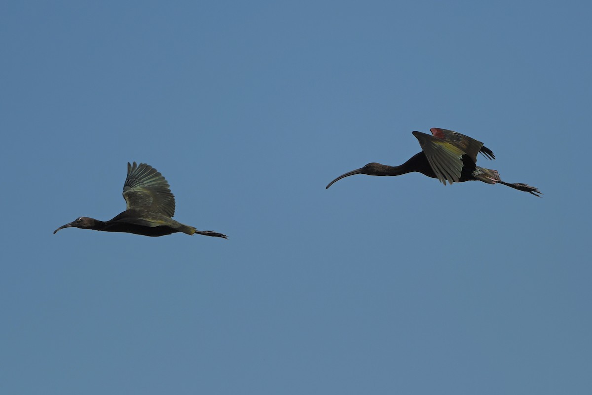 Ibis à face blanche - ML644261262