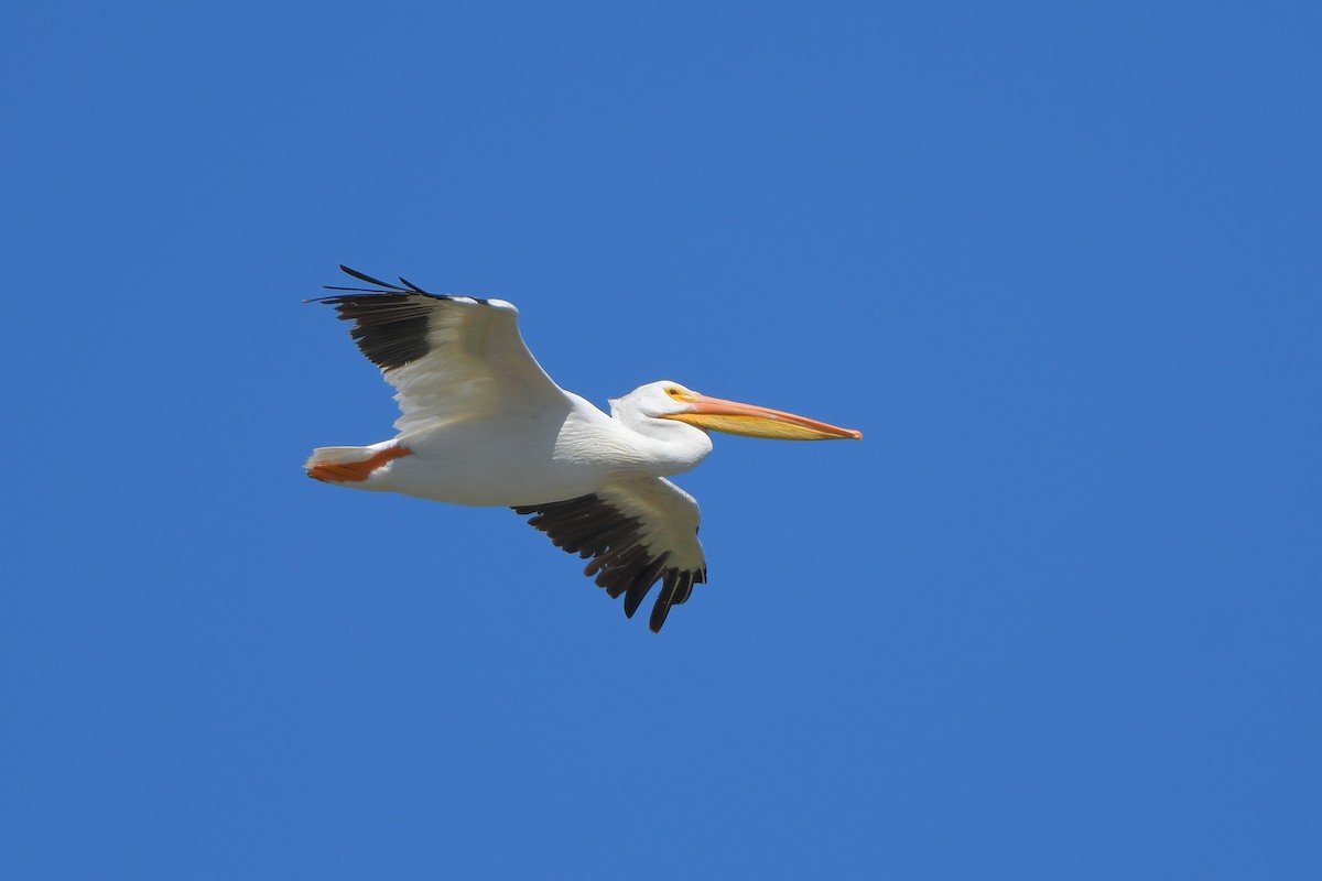 Pélican d'Amérique - ML644261269