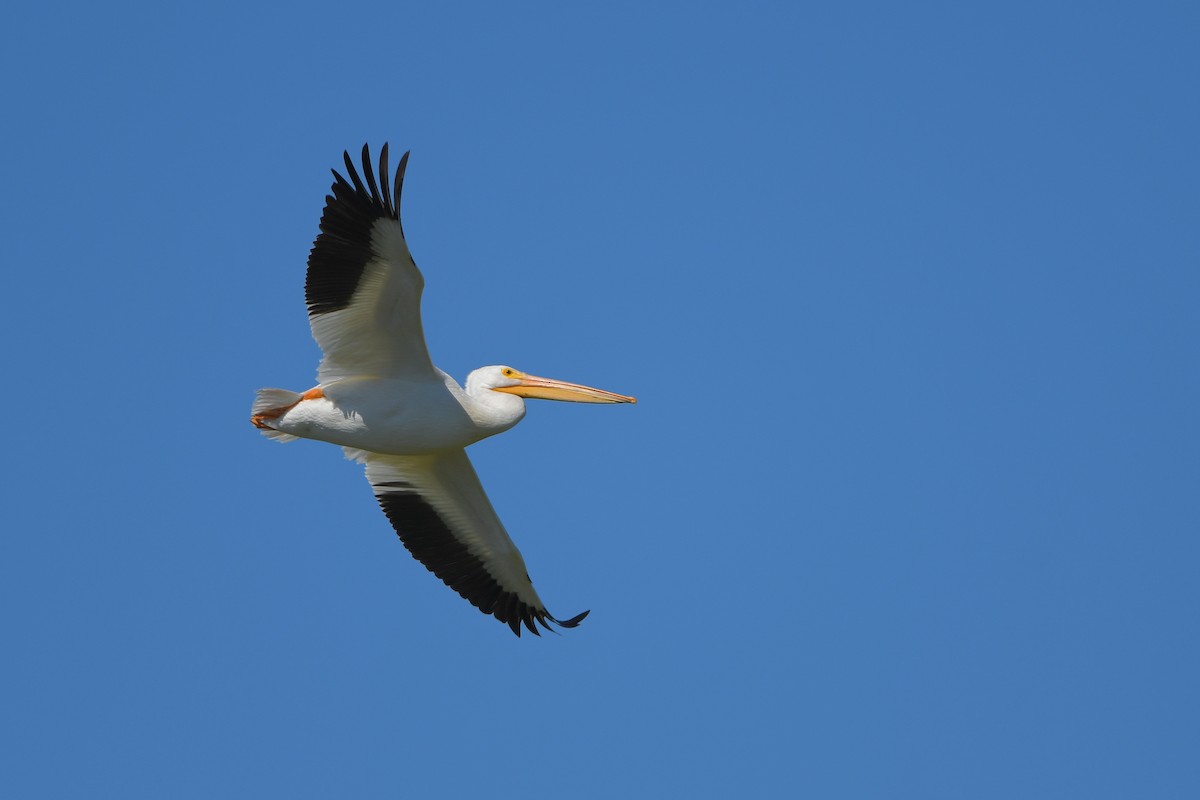 Pélican d'Amérique - ML644261270