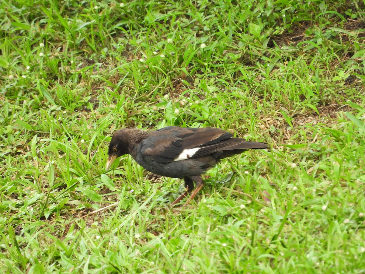 Crested Myna - ML644261274