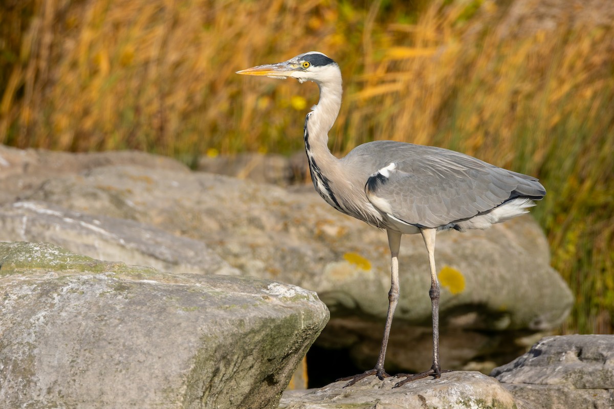 Gray Heron - ML644261275