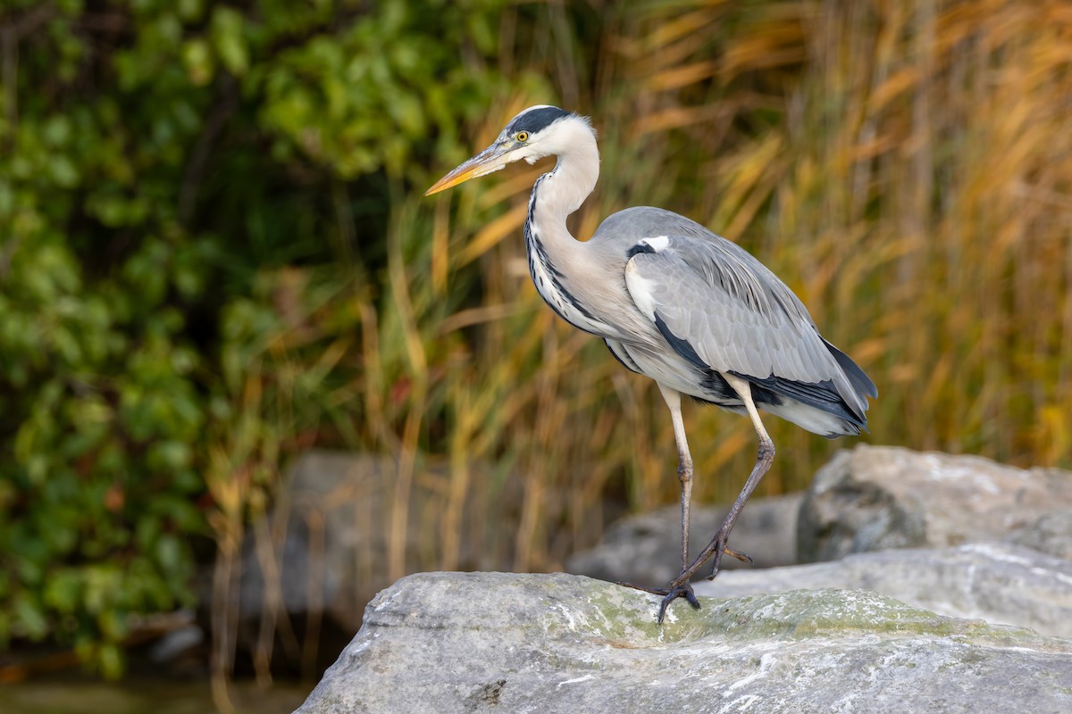 Gray Heron - ML644261276