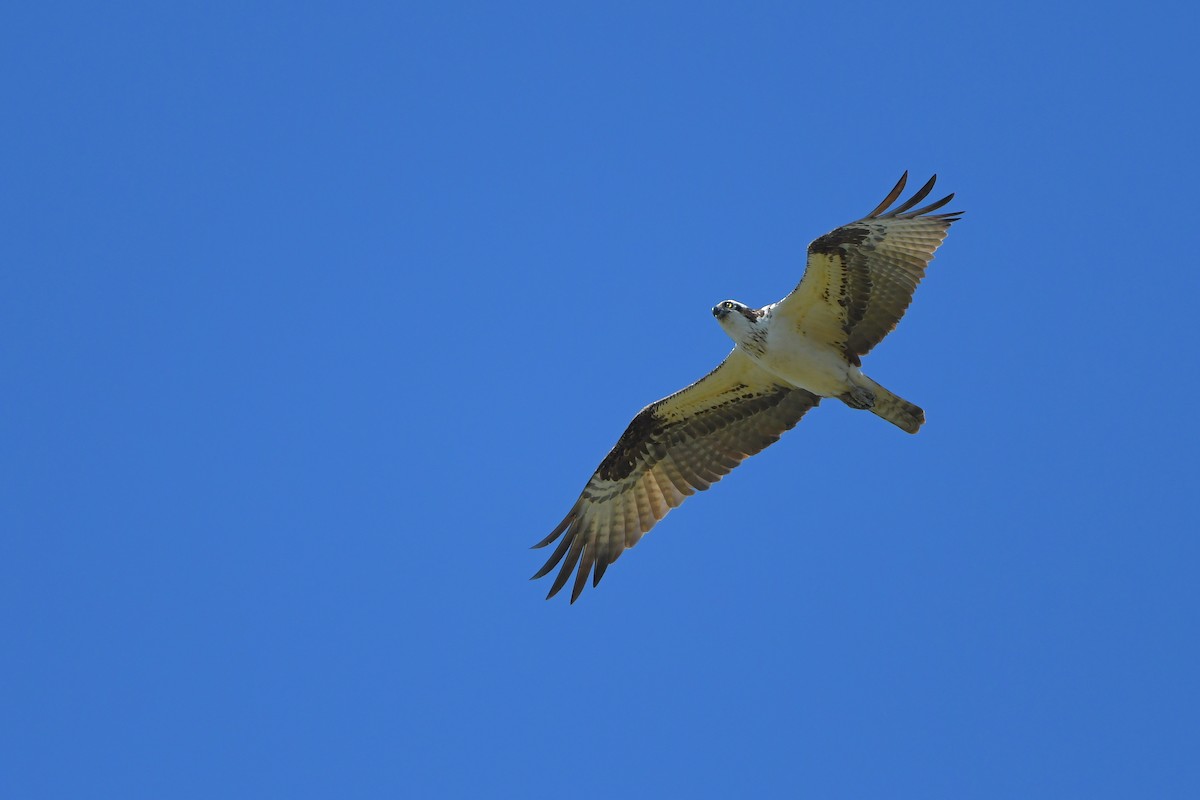 Balbuzard pêcheur - ML644261279