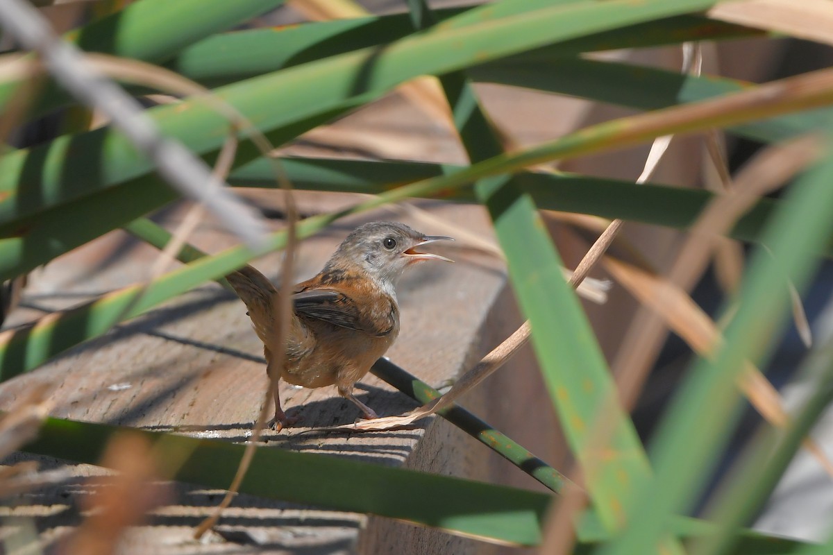 Troglodyte des marais - ML644261287