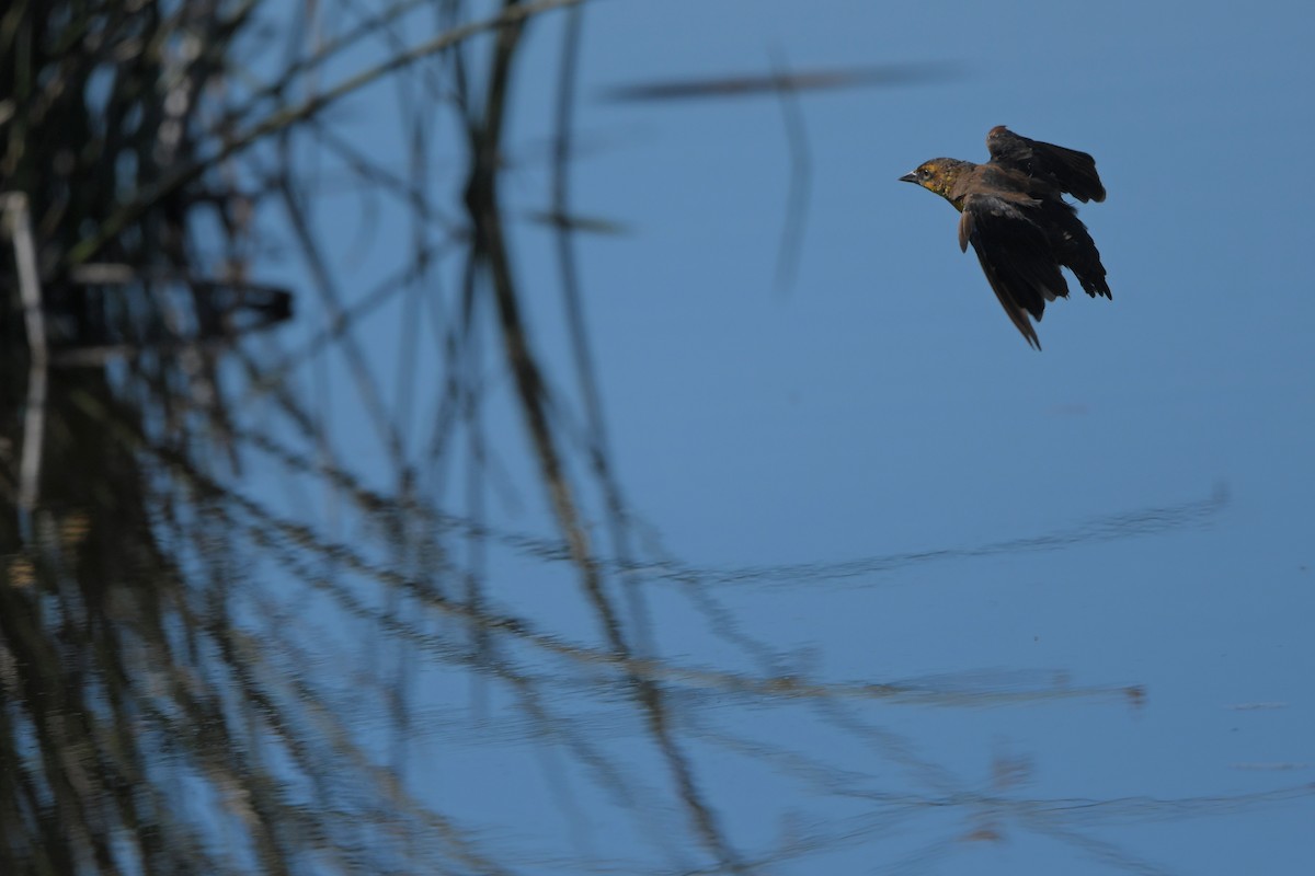 Carouge à tête jaune - ML644261292