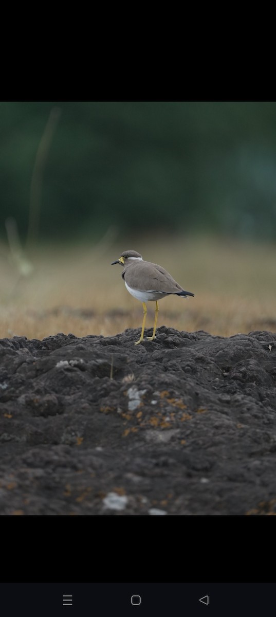 Yellow-wattled Lapwing - ML644261303
