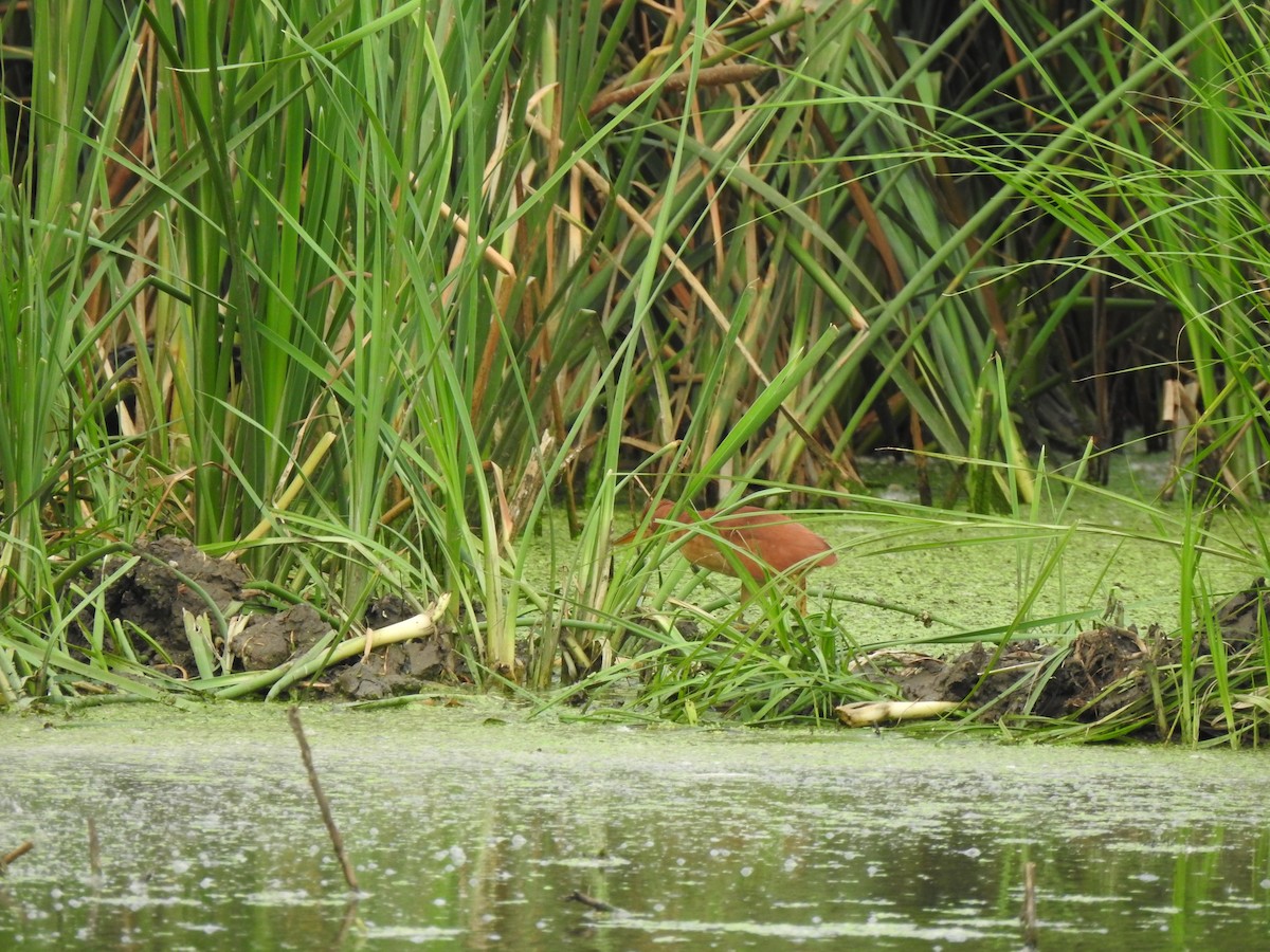 Cinnamon Bittern - ML644261310