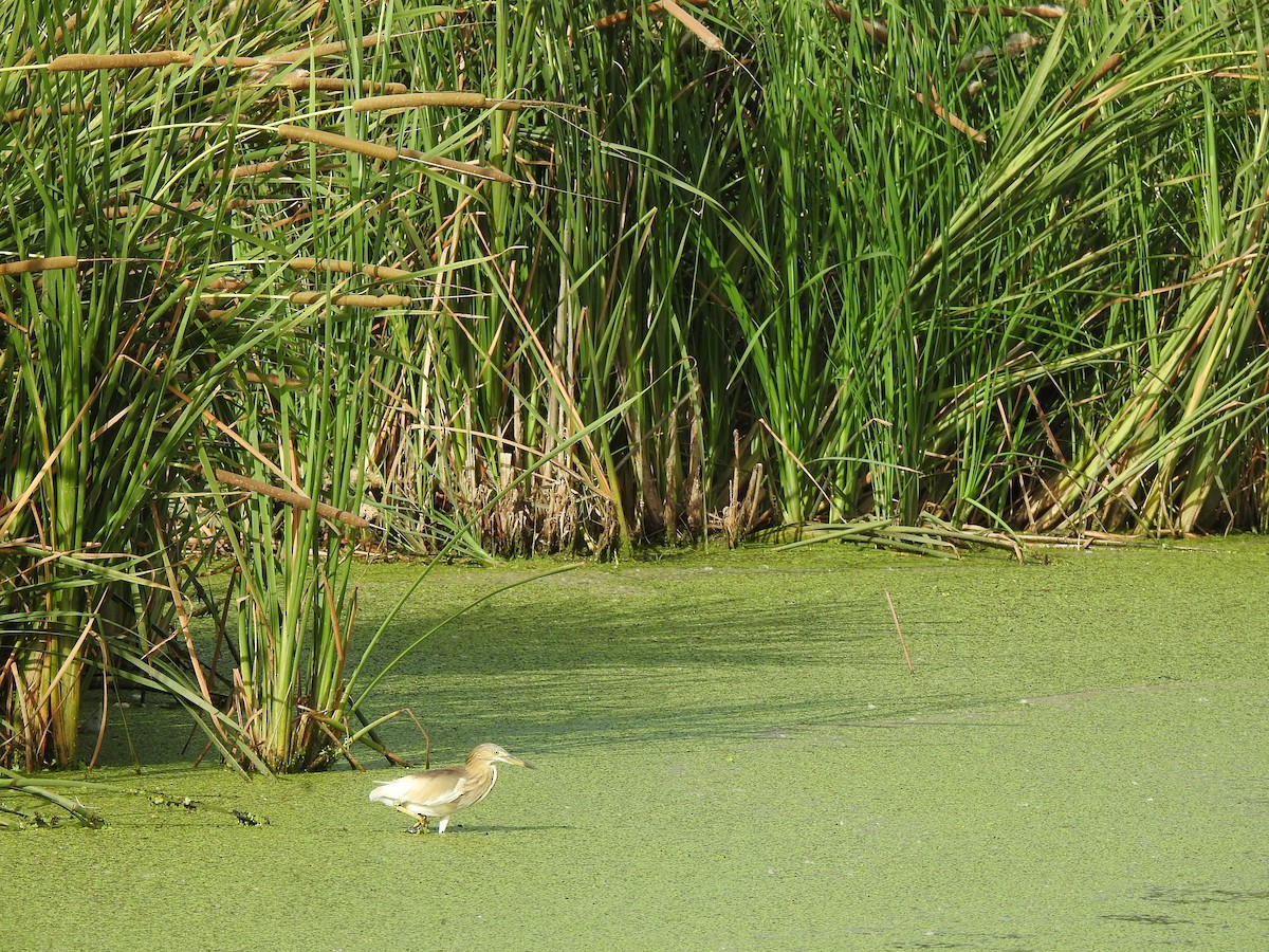 Indian Pond-Heron - ML644261320