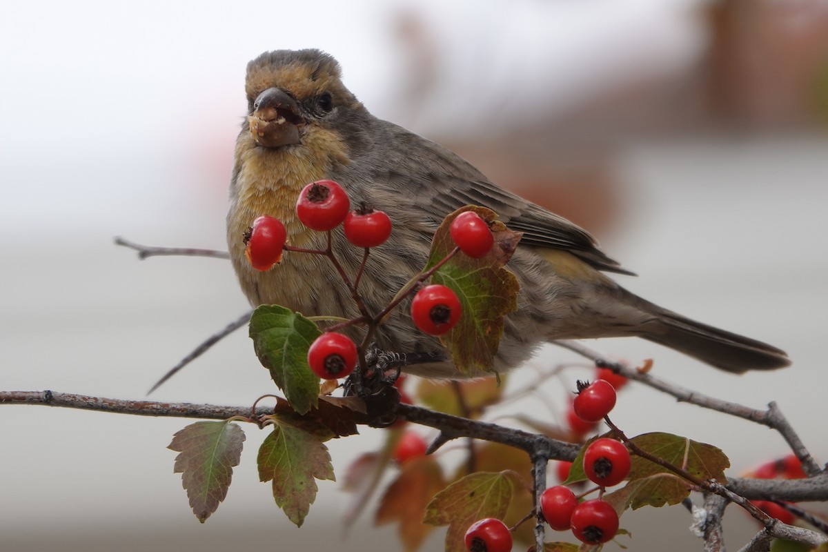 House Finch - ML644261329