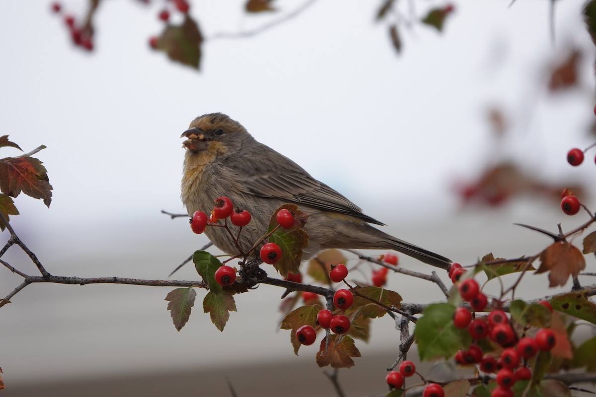 House Finch - ML644261330
