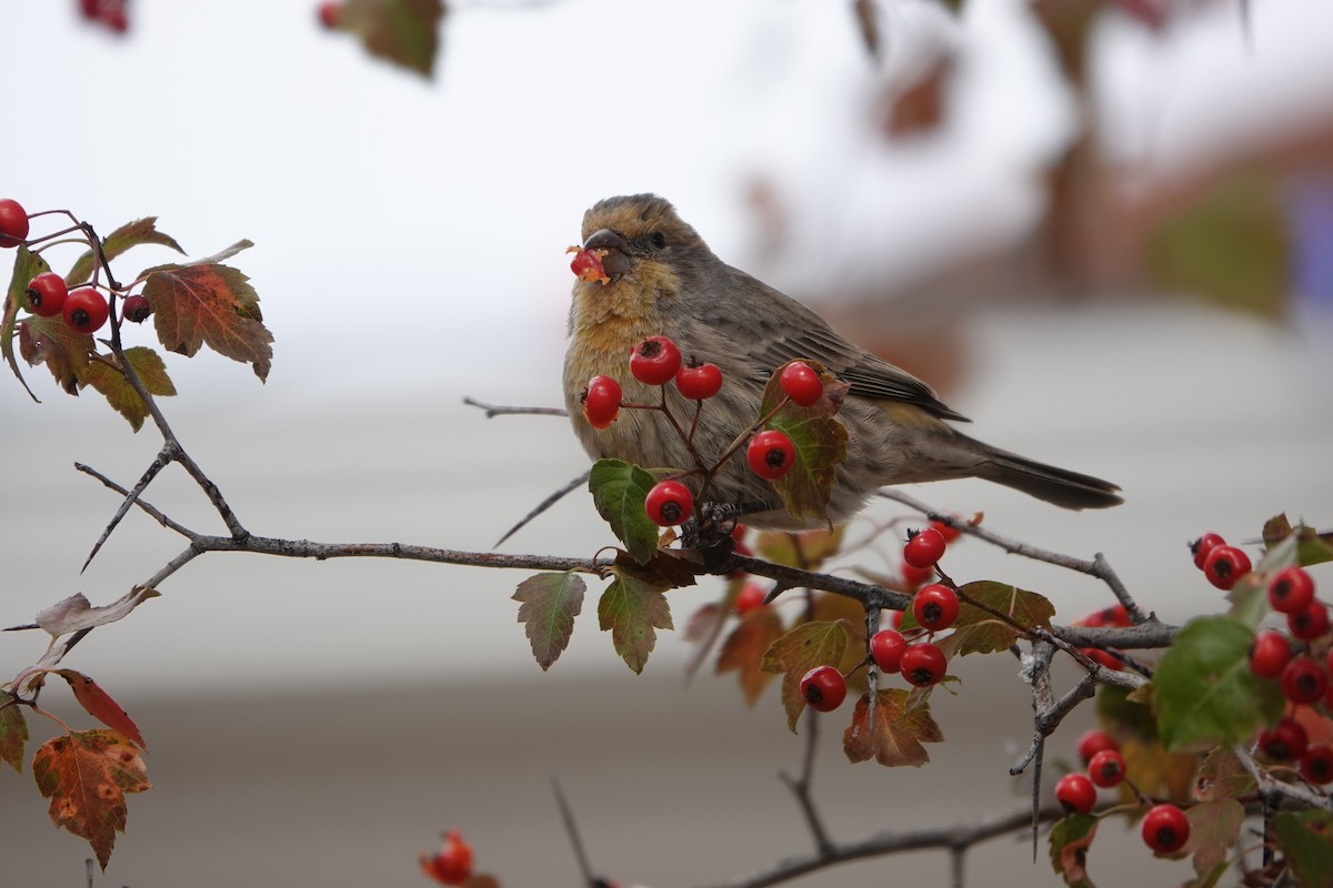 House Finch - ML644261331