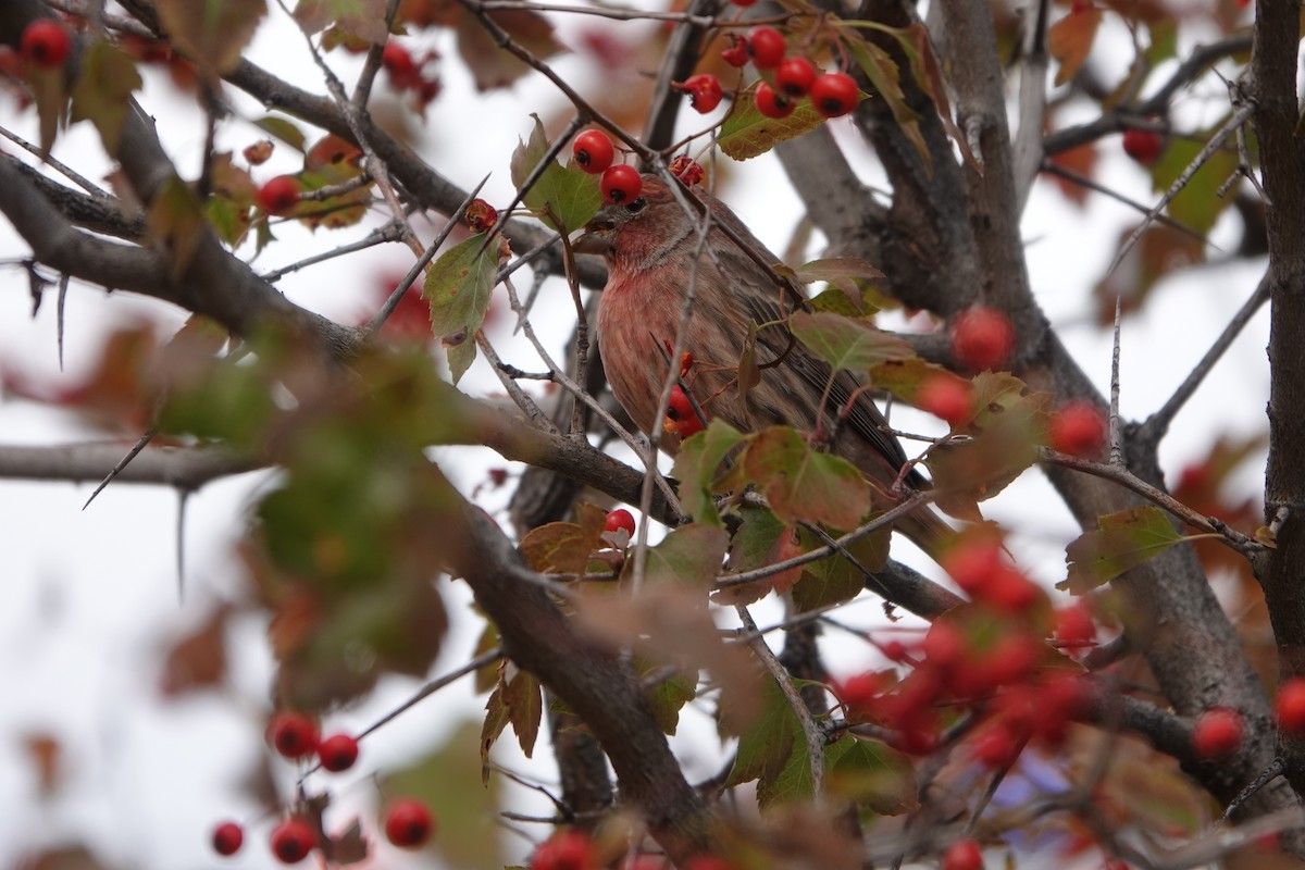 House Finch - ML644261332