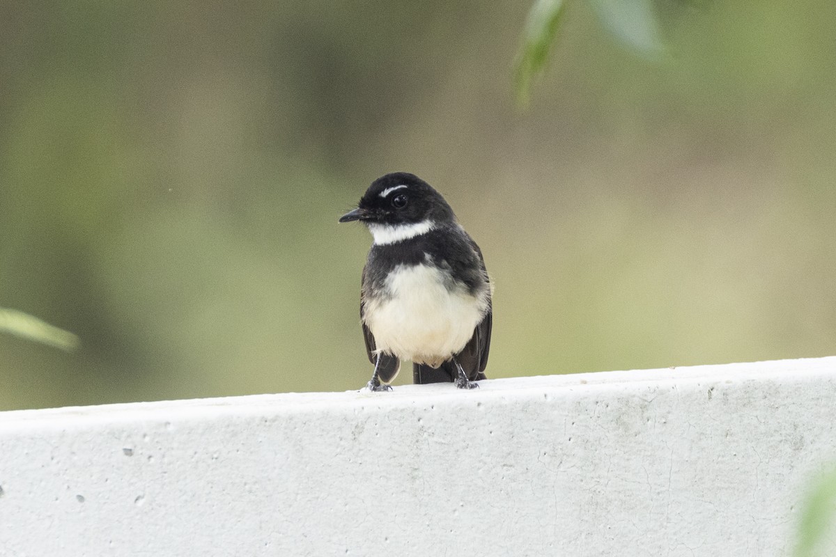 Malaysian Pied-Fantail - ML644261339