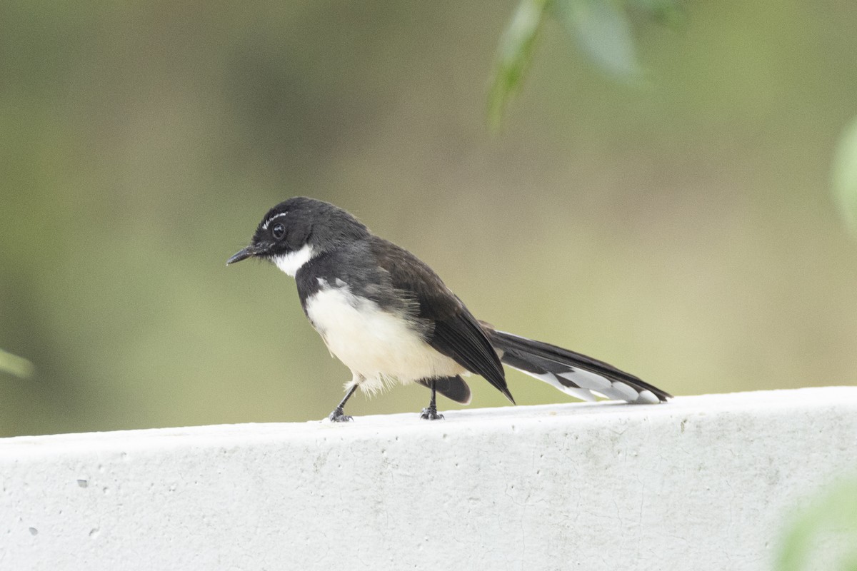 Malaysian Pied-Fantail - ML644261340