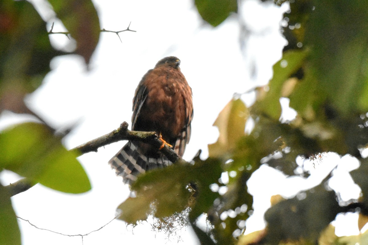 Atmaca Çaylağı - ML644261353