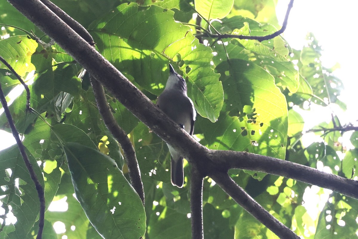 Drab Whistler - ML644261359