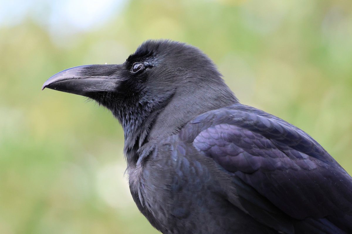 Ворона великодзьоба - ML644261363