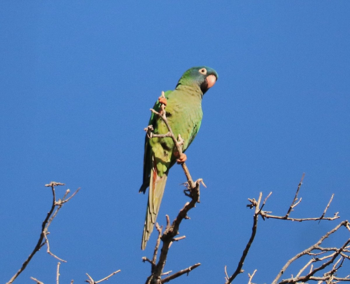 Blue-crowned Parakeet - ML644261364