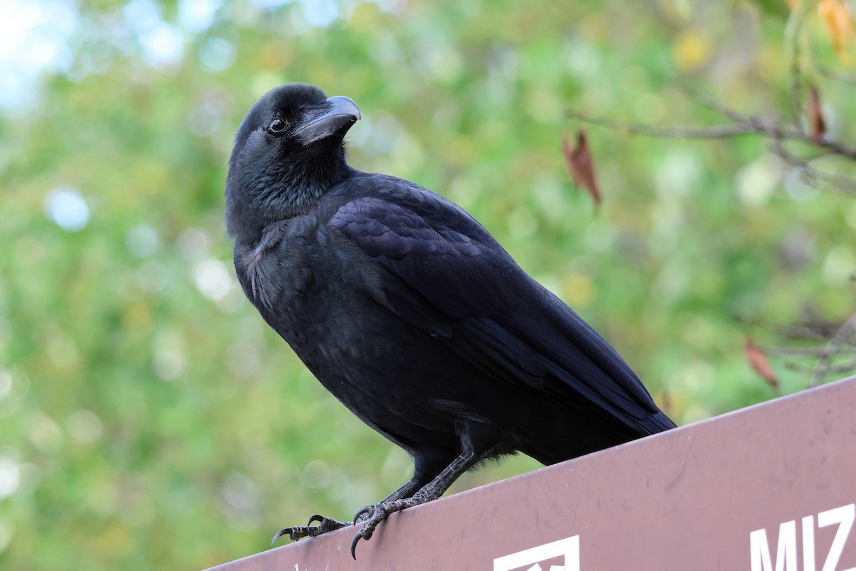 Ворона великодзьоба - ML644261365