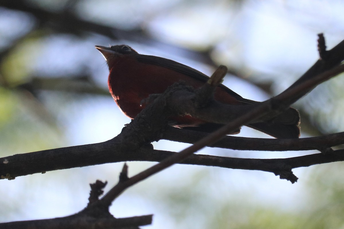 Araguira rougeâtre - ML644261368