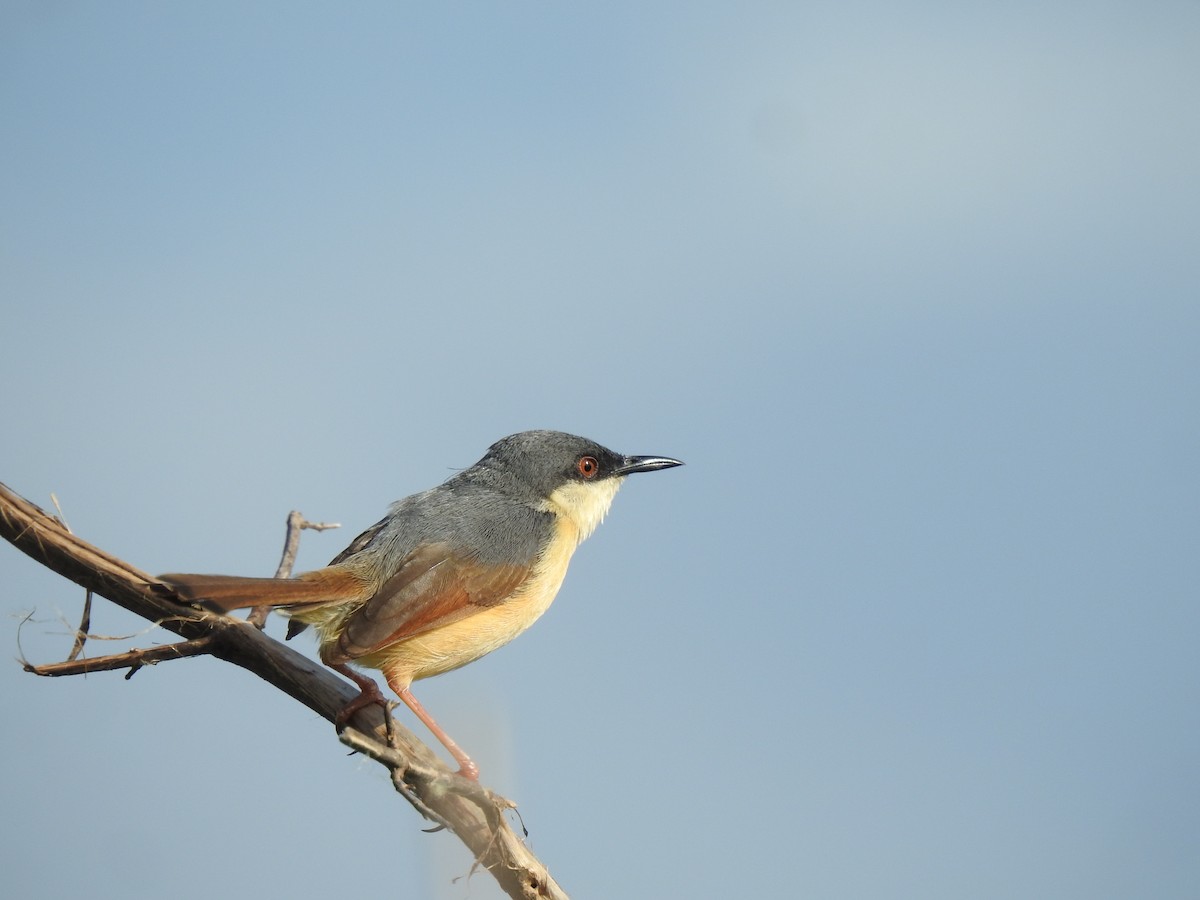 Prinia Cenicienta - ML644261387