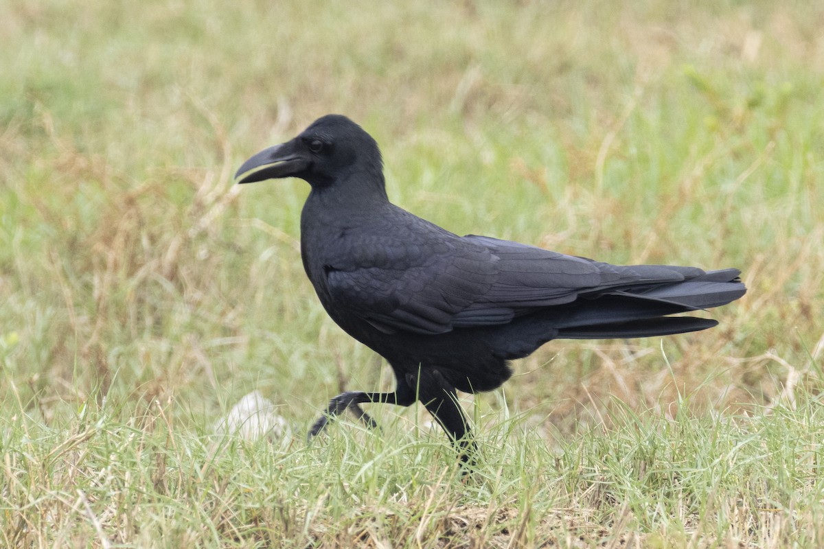 Ворона великодзьоба - ML644261395