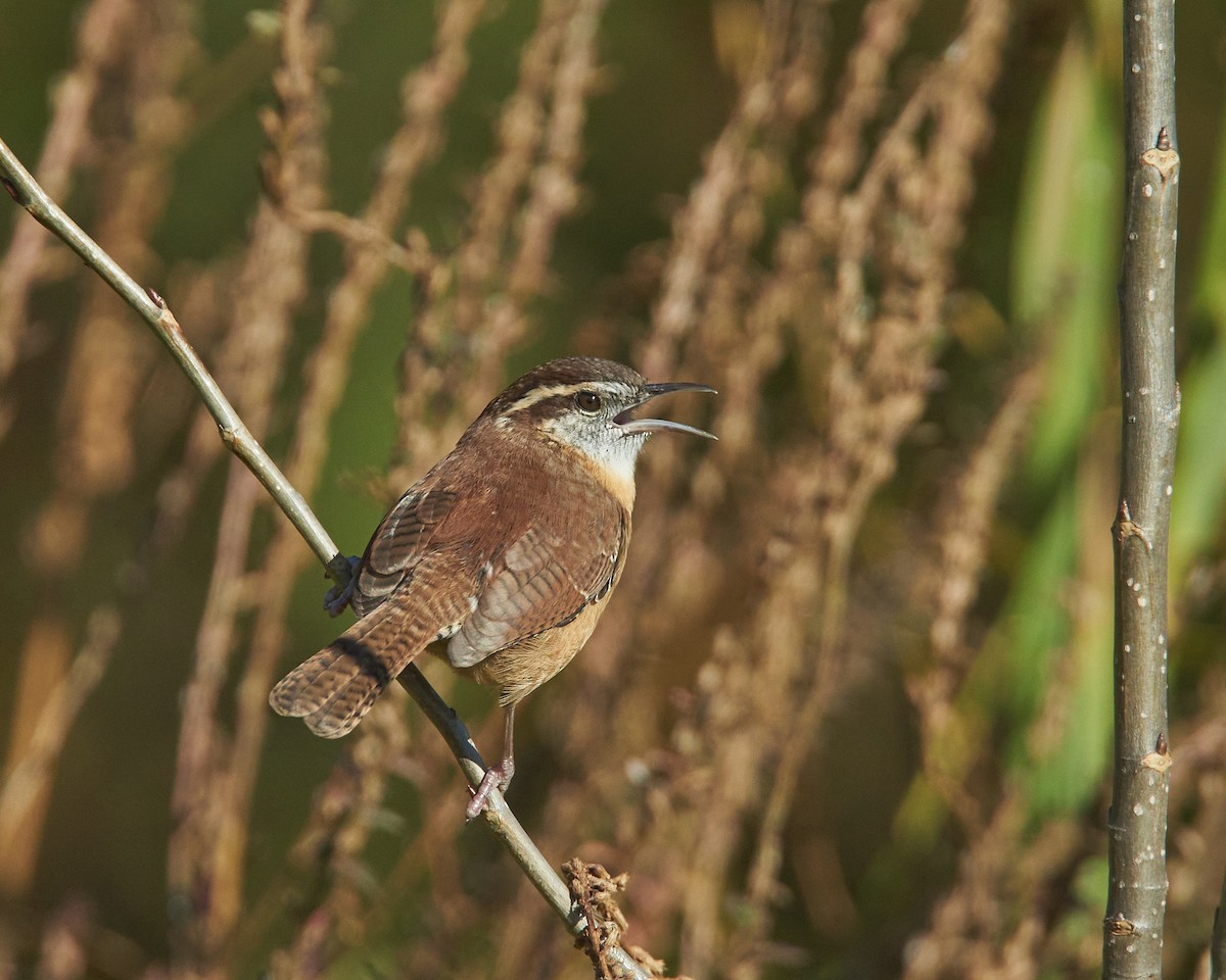 Carolina Wren - ML644261404