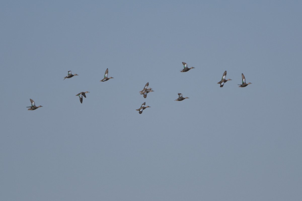 Sarcelle à ailes bleues - ML644261419