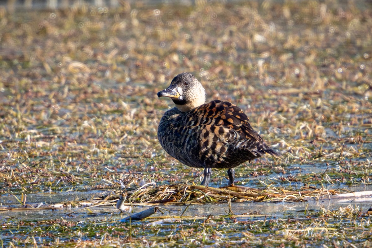 Pato Dorsiblanco - ML644261431