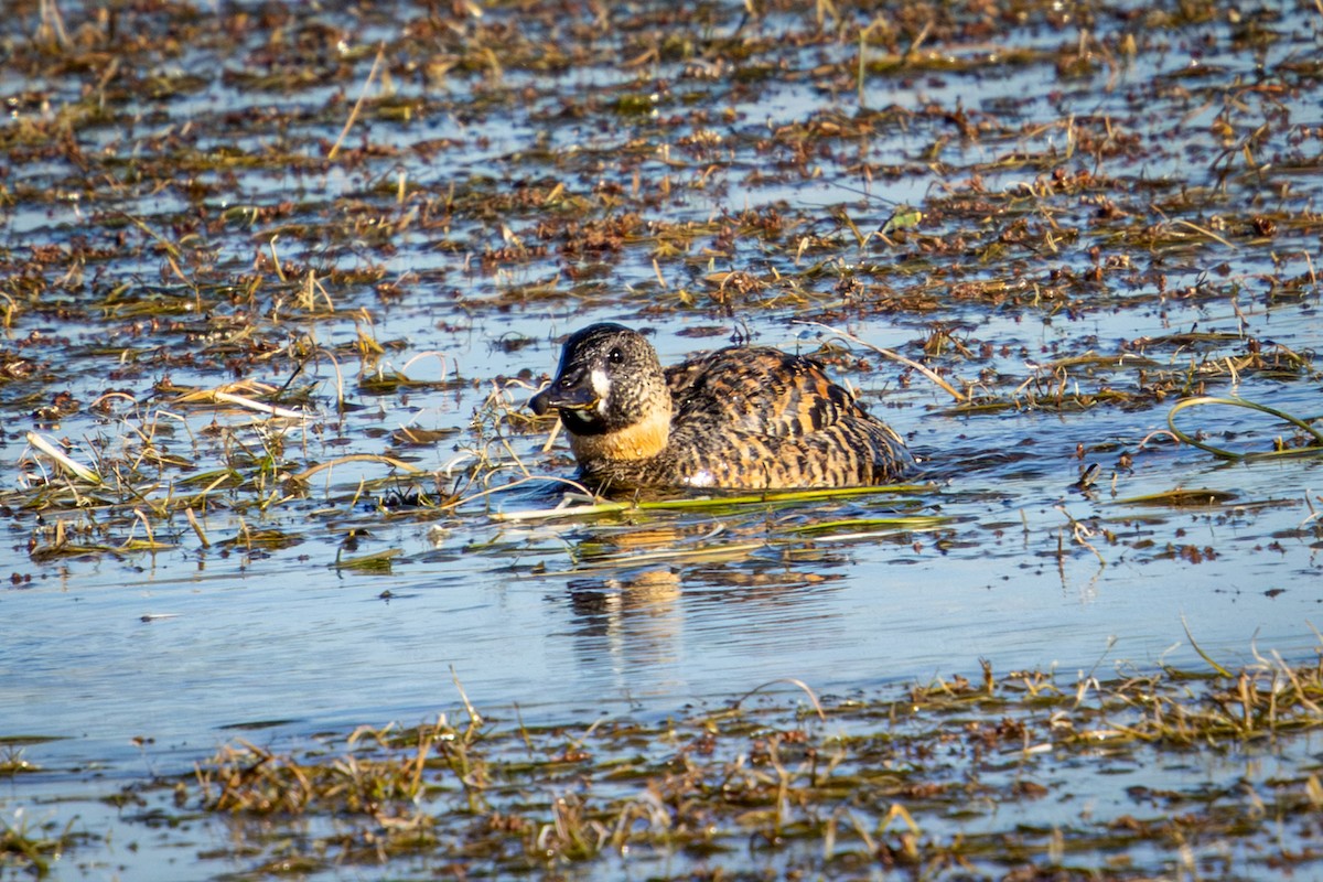 Pato Dorsiblanco - ML644261432
