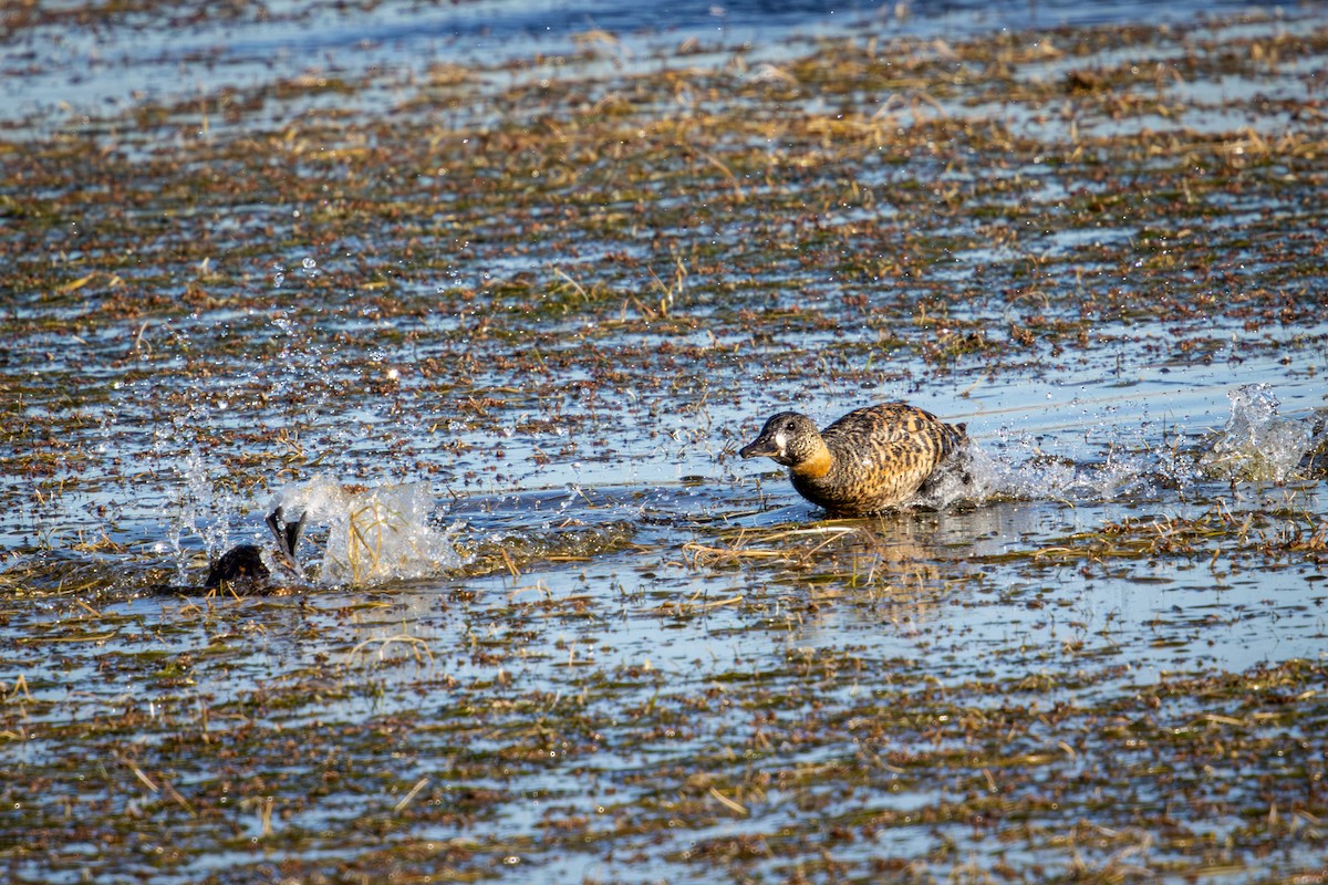 Pato Dorsiblanco - ML644261433