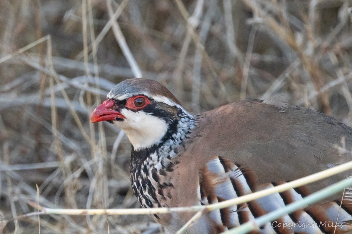 Red-legged Partridge - ML644261437