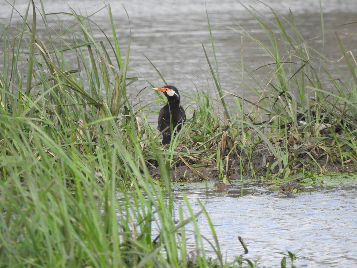 印度鵲椋鳥 - ML644261440