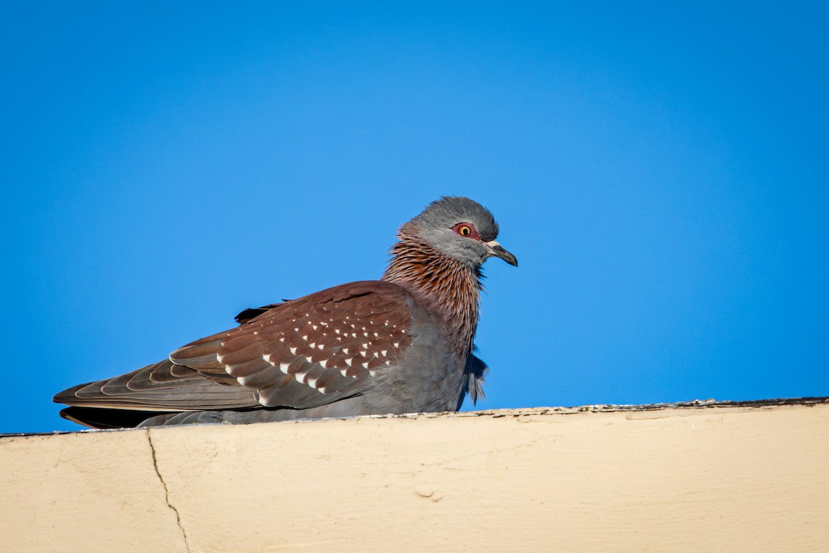 Paloma de Guinea - ML644261443