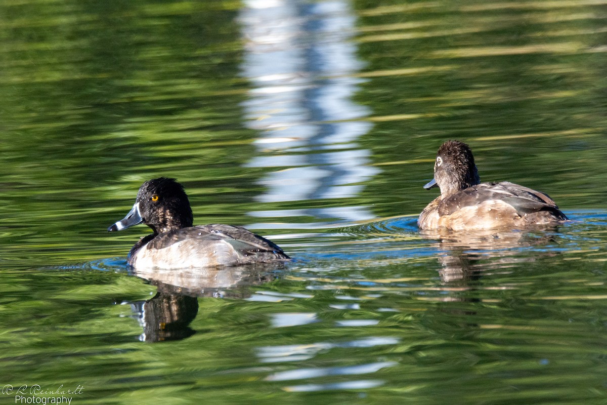 Ring-necked Duck - ML644261444