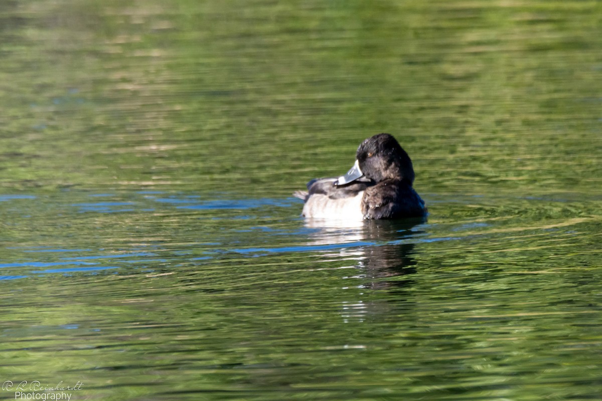 Ring-necked Duck - ML644261445