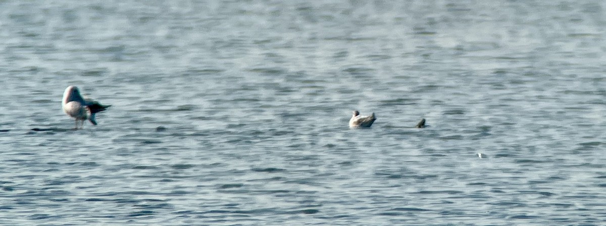 小鷗 - ML644261450