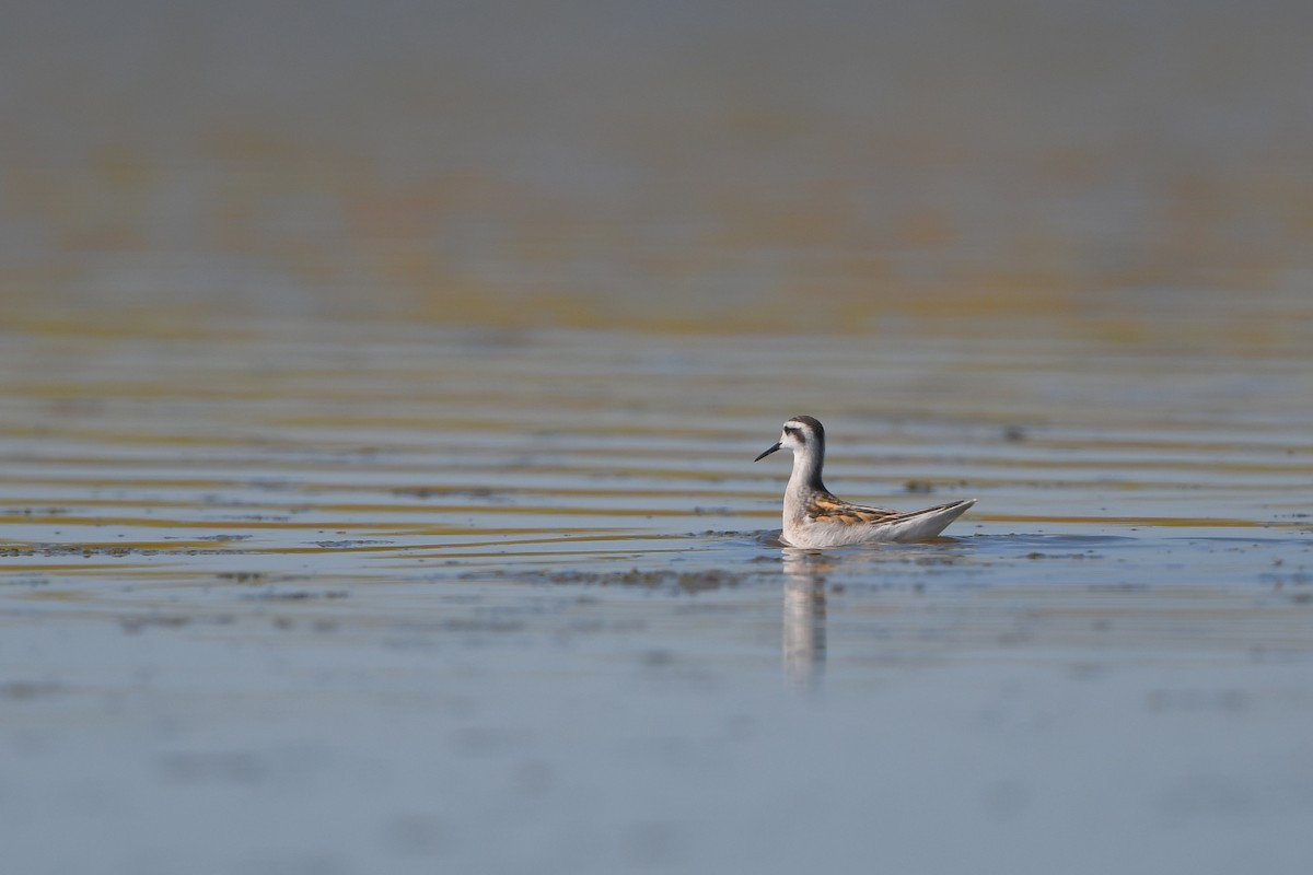 Нарийн сэлээхэй - ML644261451