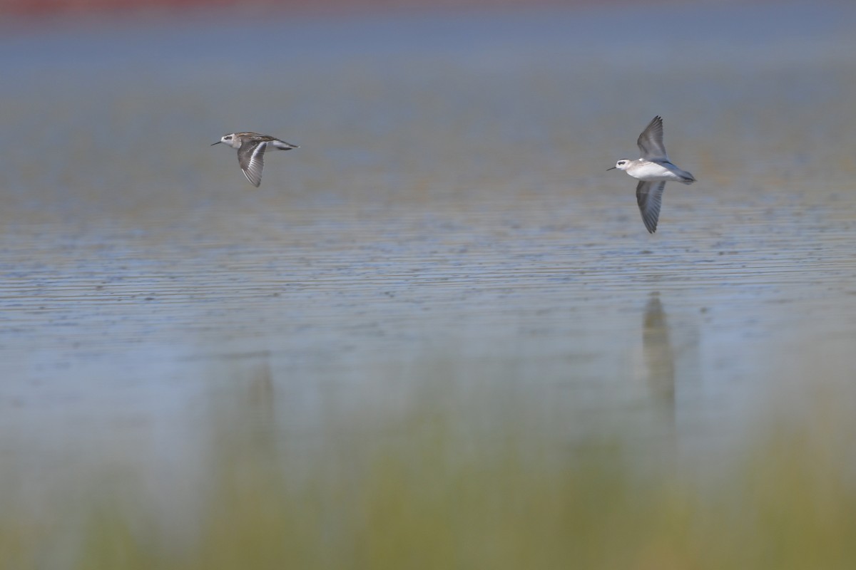 Нарийн сэлээхэй - ML644261452