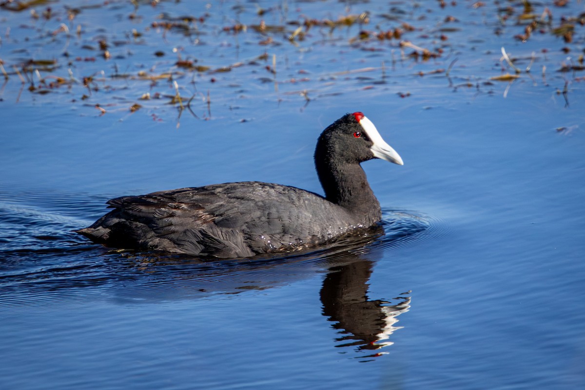 Red-knobbed Coot - ML644261454