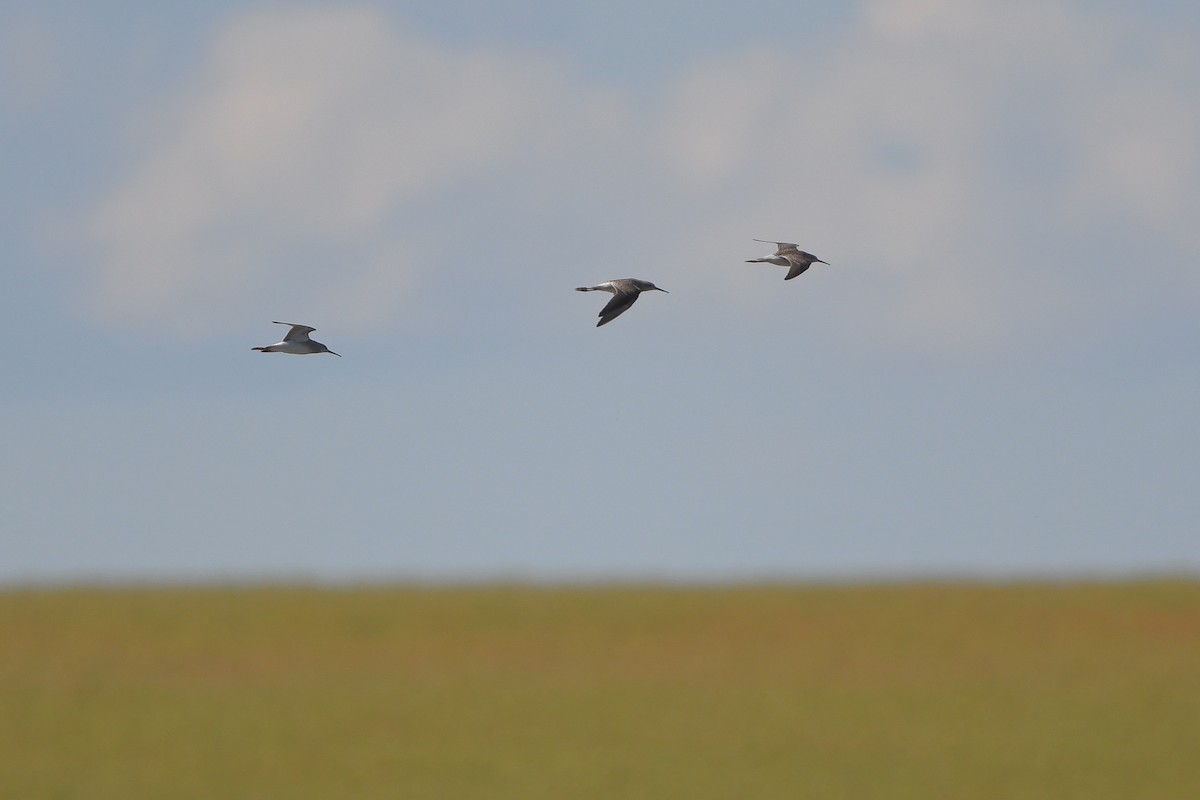 Bécasseau à échasses - ML644261468