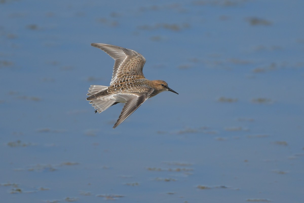 Bécasseau de Baird - ML644261469