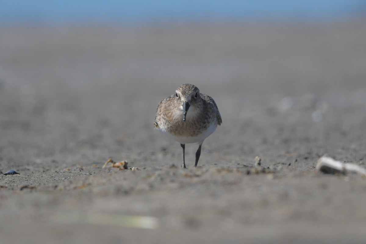 Bécasseau de Baird - ML644261470