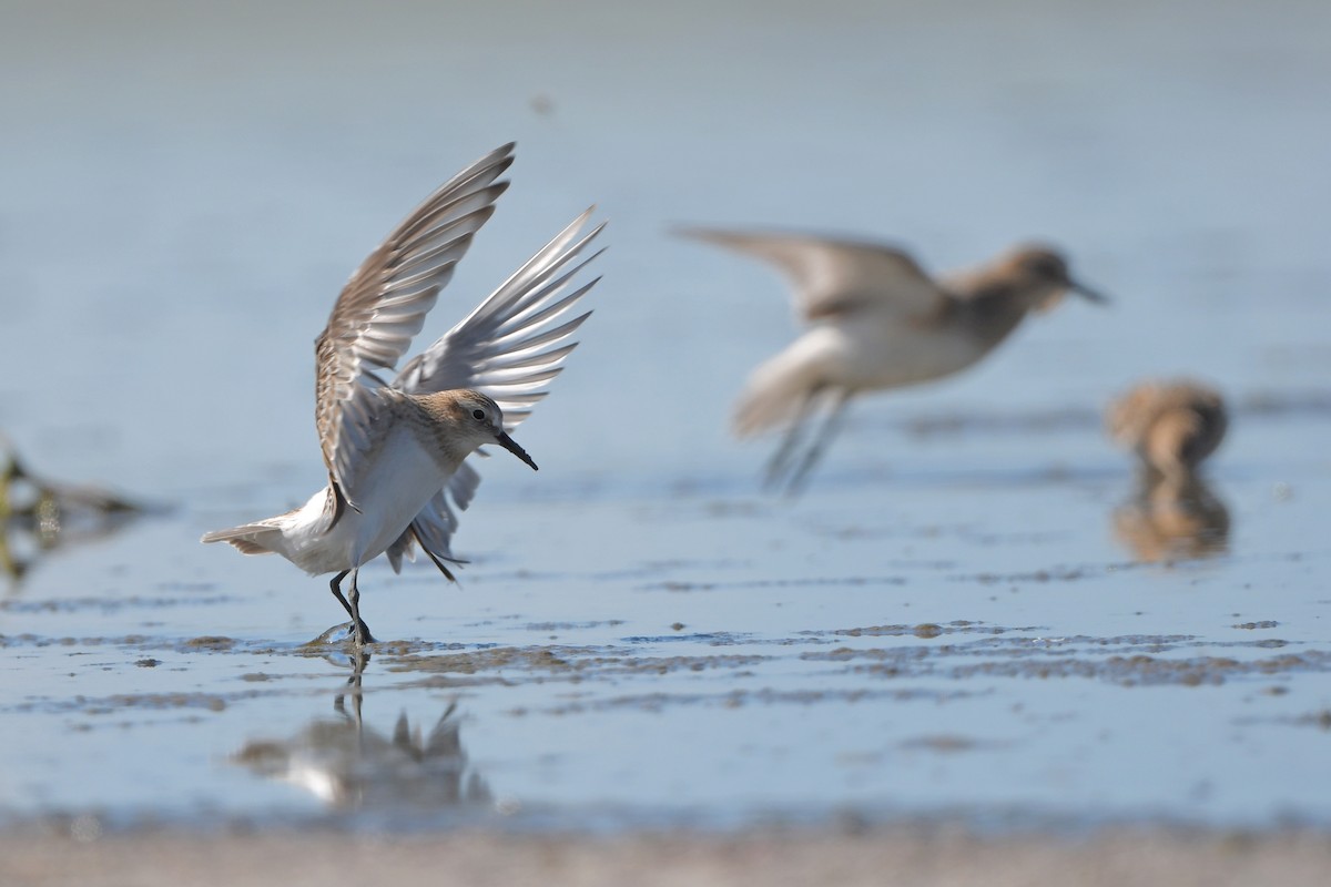 Bécasseau de Baird - ML644261471